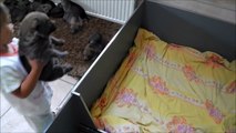 Vidéo chiots chiens loups tchécoslovaques âgés 22 jours Elevage des Loups d'Akairo 2013