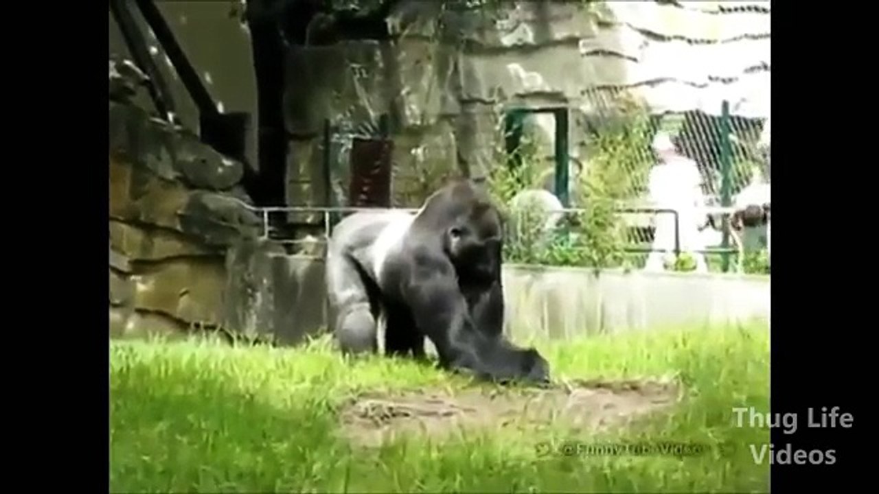 Animal Thug Life Compilation