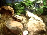 Re: argentine red tegu contest entry octavian300