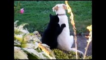 Funny Cats Compilation must see  Funny Cat Videos Ever Part