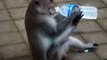 Angry Monkey Tries Desperately To Open A Water Bottle