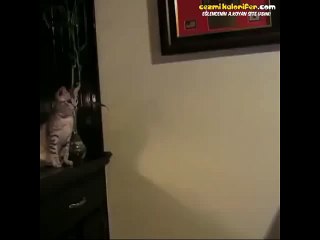 Mariodan Altın Çalmaya Çalışan Kedinin Hazin Sonu