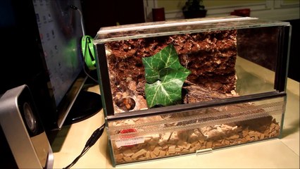 Nowe terrarium dla Chromatopelma cyaneopubescens