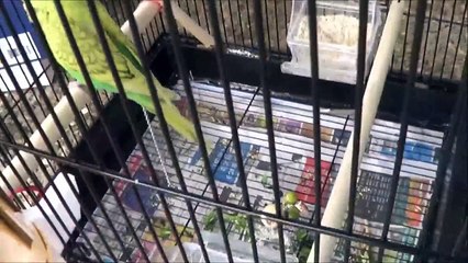 Baby Budgie Kicked out of the nest at 2 weeks old #1 - Liz Kreate