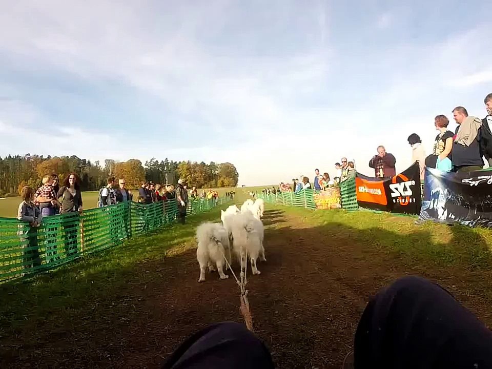 12 Samoyed-dog-team