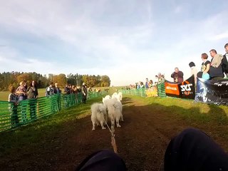 12 Samoyed-dog-team