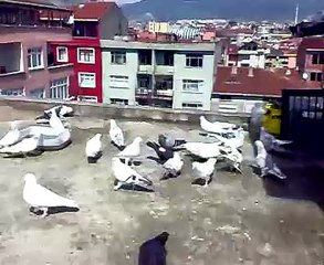 cesim sürüm güvercin