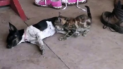 Kitten drinking milk from dog