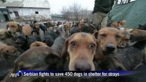 Serbian stray dog advocate fights to save his 450 pooches