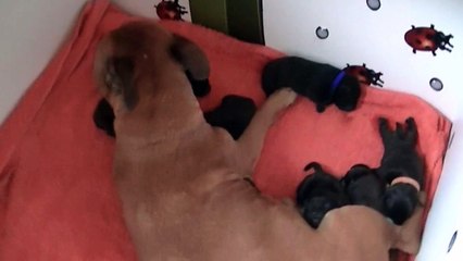 4ème vidéo des chiots Staffie de la 20ème portée de Staffordland
