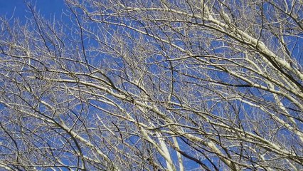 Epic Orchestral Music (Hans Zimmer/Howard Shore-style)