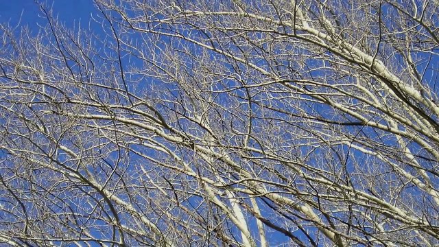 Epic Orchestral Music (Hans Zimmer/Howard Shore-style)