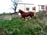 bucking rearing galloping mad horse struting her stuff  welsh cob showing off