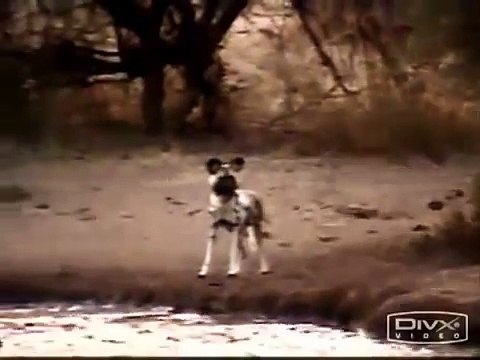 African Wild Dogs AKA Painted or Cape Hunting Dogs