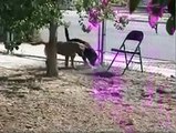 Dogs playing in the Sprinklers