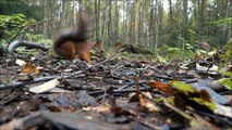 Cute and funny squirrels at Seurasaari Finland ヘルシンキ