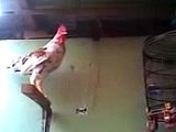 It is the real laughing rooster, the amazing rooster, the wonderful rooster, the funny rooster