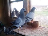 Pigeons Slideshow / Duiven Slideshow