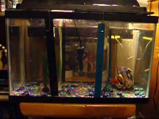 10 Gallon Goldfish Tank