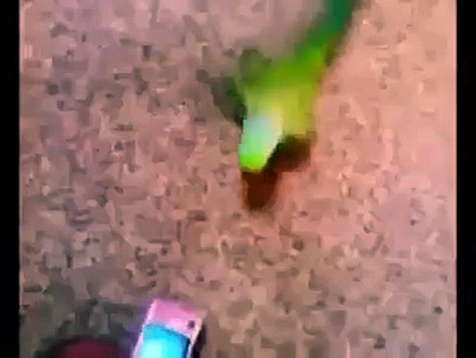 طوطے کی ایکٹنگ چیک کریں زرا-