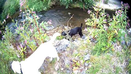 Hundrunde am 31.08.2013