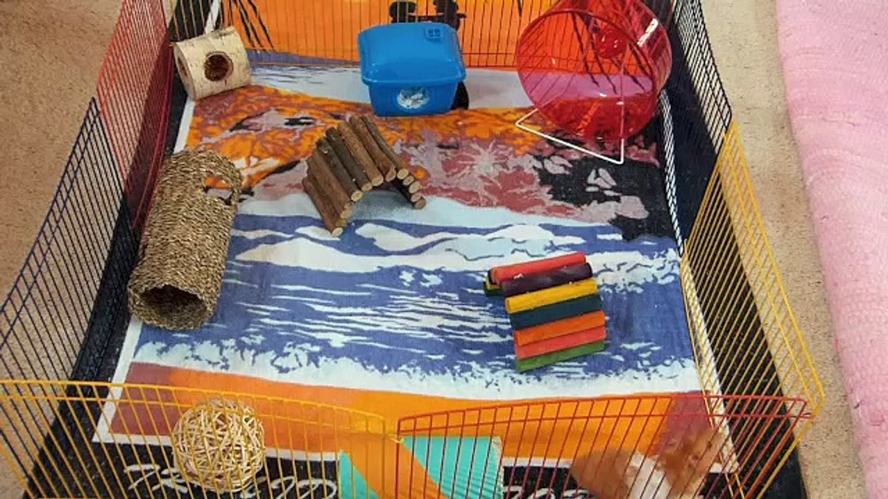 Hamster Myths And Misconceptions