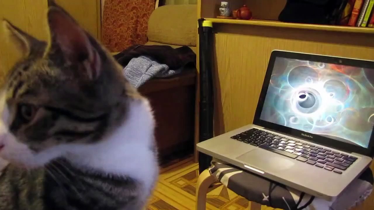 Fleur — Теплые Коты