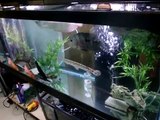 125 gallon tank focus on flowerhorn and tilapia