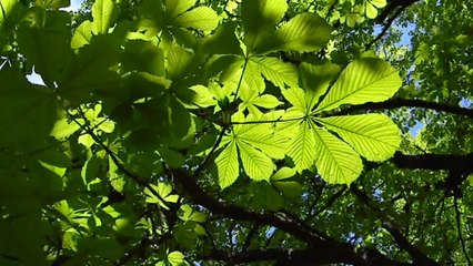 Весенний лес