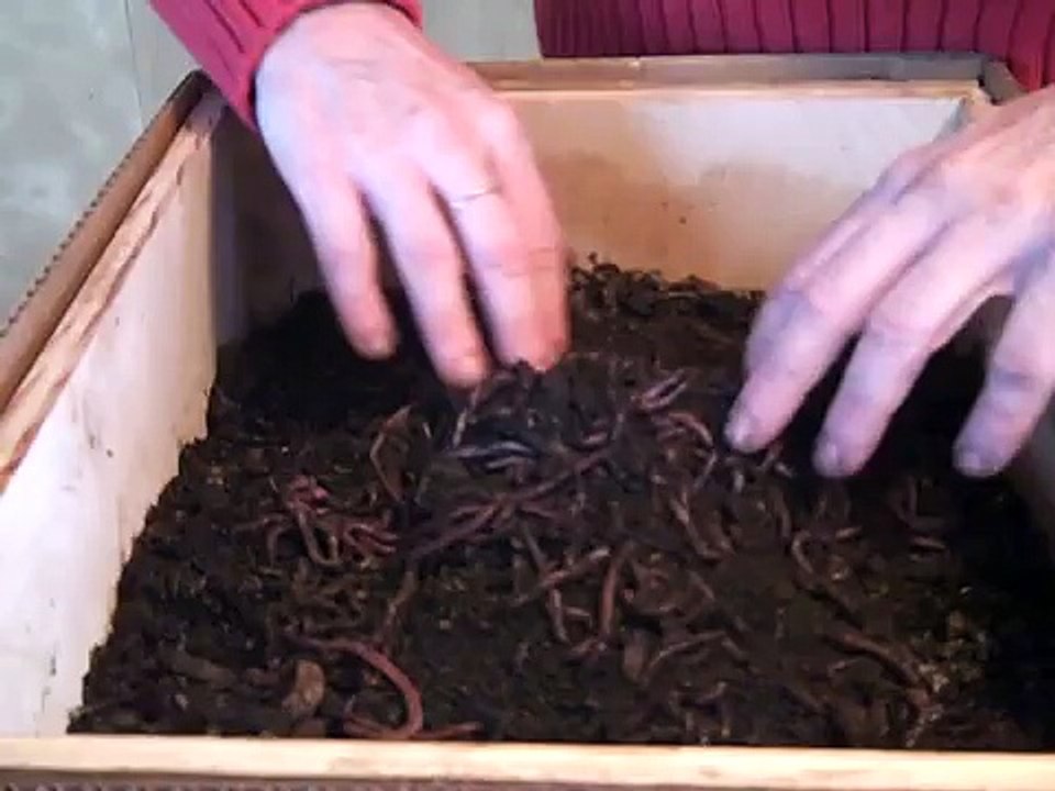 Squirm Arrives from Uncle Jim's Worm Farm