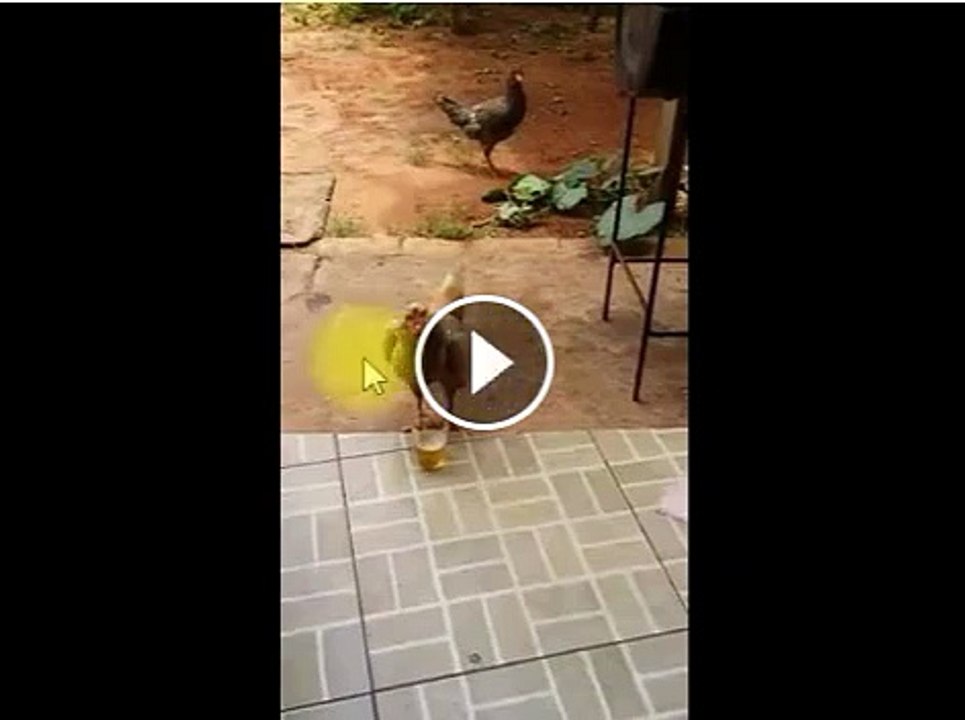 Dans ce pays, tout le monde est alcoolique,meme les poules.
