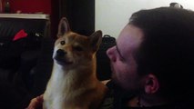 Cute Shiba Inu dog is sensitive about his ears