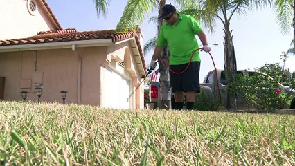 طلاء العشب موضة جديدة في كاليفورنيا للمحافظة على حديقة خضراء