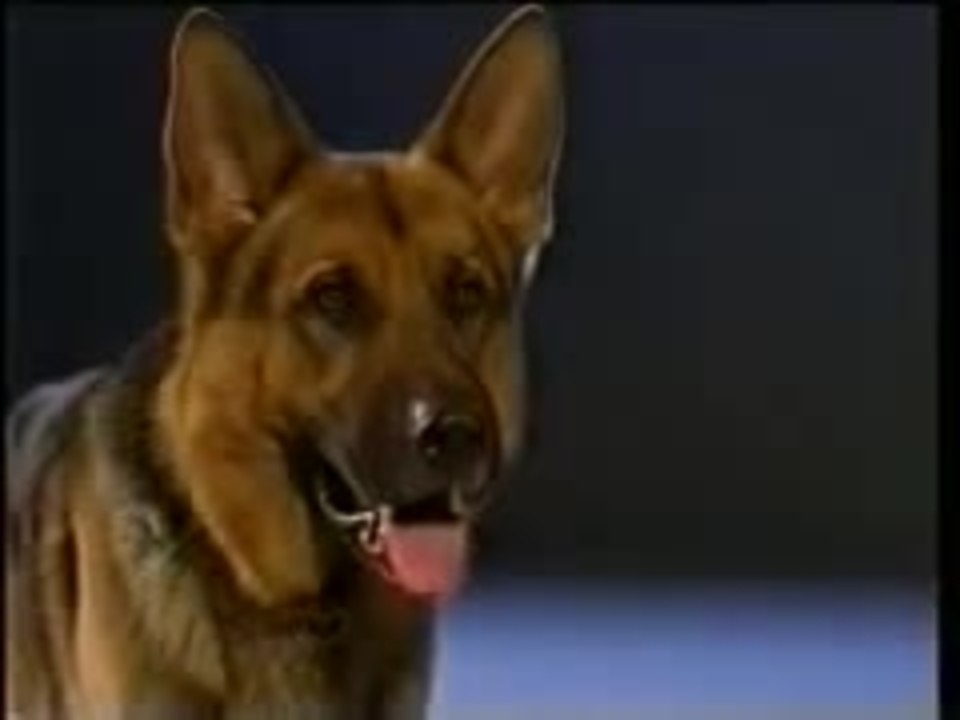 Kommissar Rex - Intro (Deutsch)