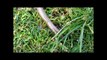 British Reptiles - Slow Worm (Anguis fragilis)