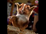Hamster fait divers hallucinant