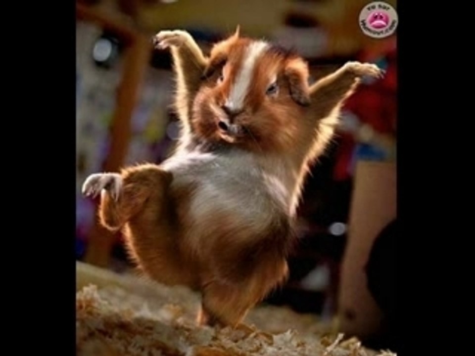 Hamster fait divers hallucinant