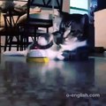 Funny Cat at Restaurant! - Кот В Ресторане - Прикол!