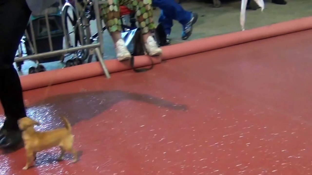 Exposition Internationale Cahors 2014 CACIB