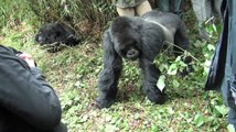Goril İnsanlara Saldırdı