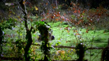 HD مسلسل وادي الذئاب الجزء الثامن الحلقة 29