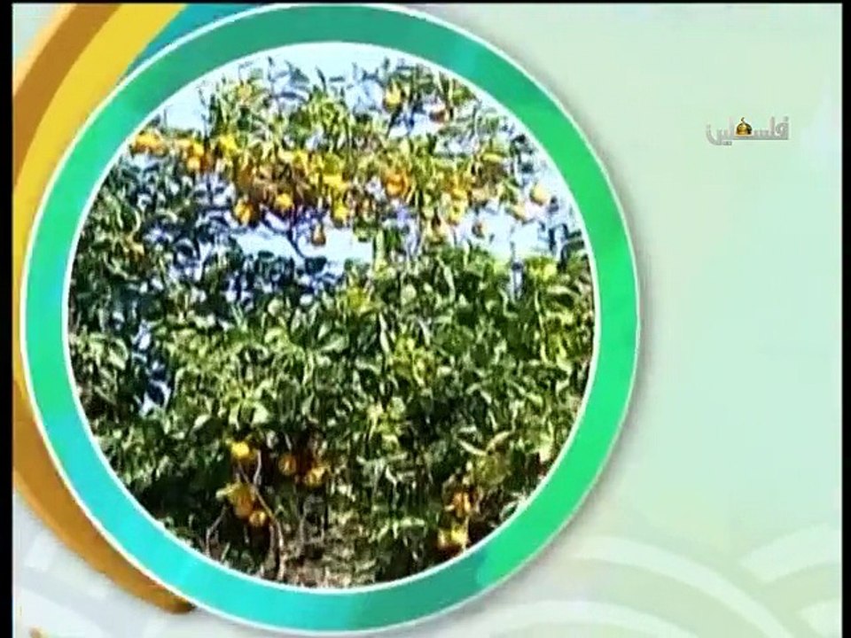 فلسطين هذا الصباح ج2 - 31/5/2015