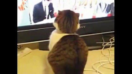 2013 very funny cat fights