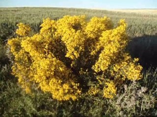 Genêt en fleurs. نبات القندول و أزهاره