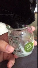 Cat licking yogurt slow motion