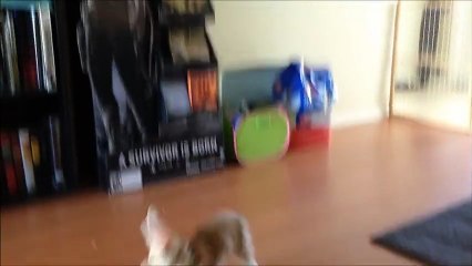 Un bébé renard joue avec des bulles de savon