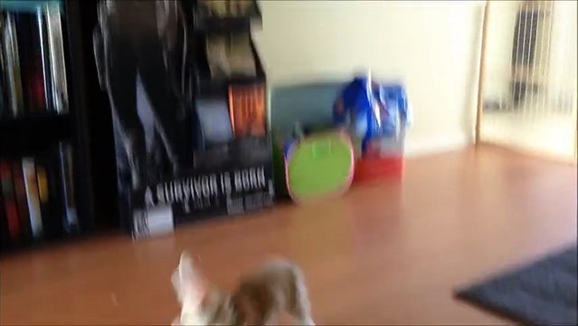 Un bébé renard joue avec des bulles de savon