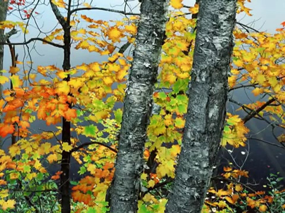 Paweł Kukiz i Irena Santor - już nie ma dzikich plaż - dla Anesi