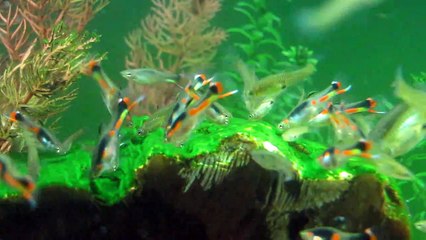 Pure N class Orchid Endlers 2