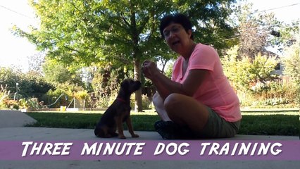 How to Teach your Puppy to Lie Down